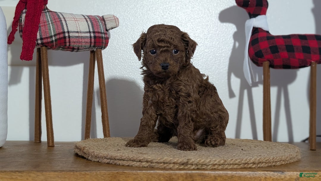 Miniature Poodle dogs for sale: Maverick  - Ad 3