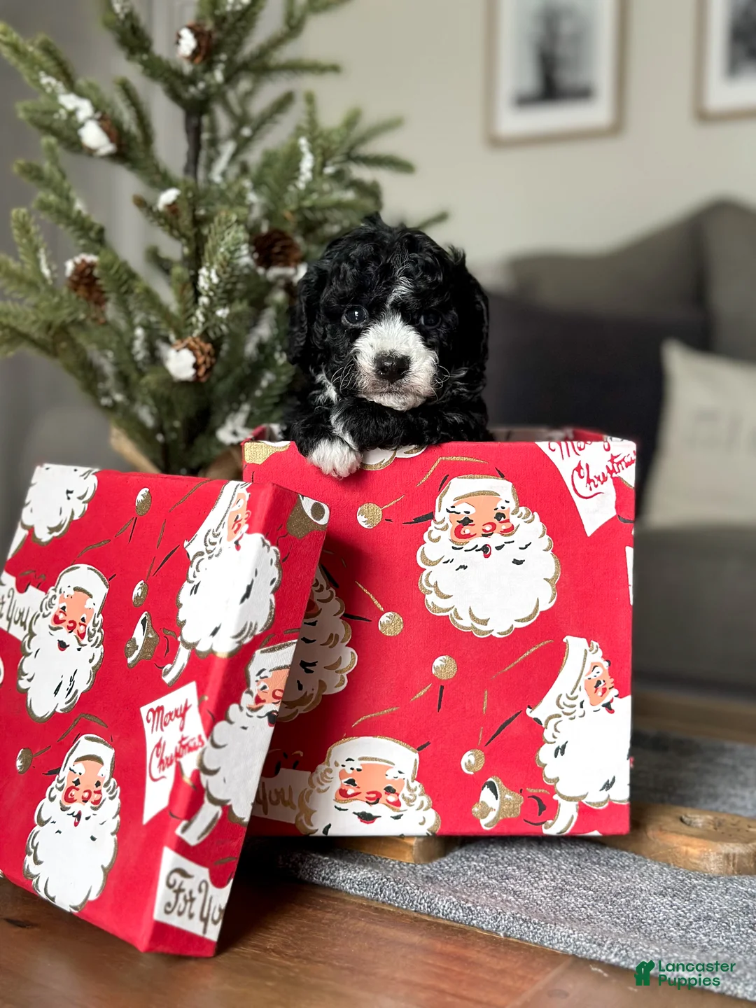 Cavachon dogs for sale: Bullseye - Ad 8