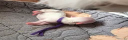 Maltese dogs for sale: Sugar - Ad 3