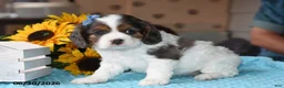 Cocker Spaniel dogs for sale: Diamond - Ad 3