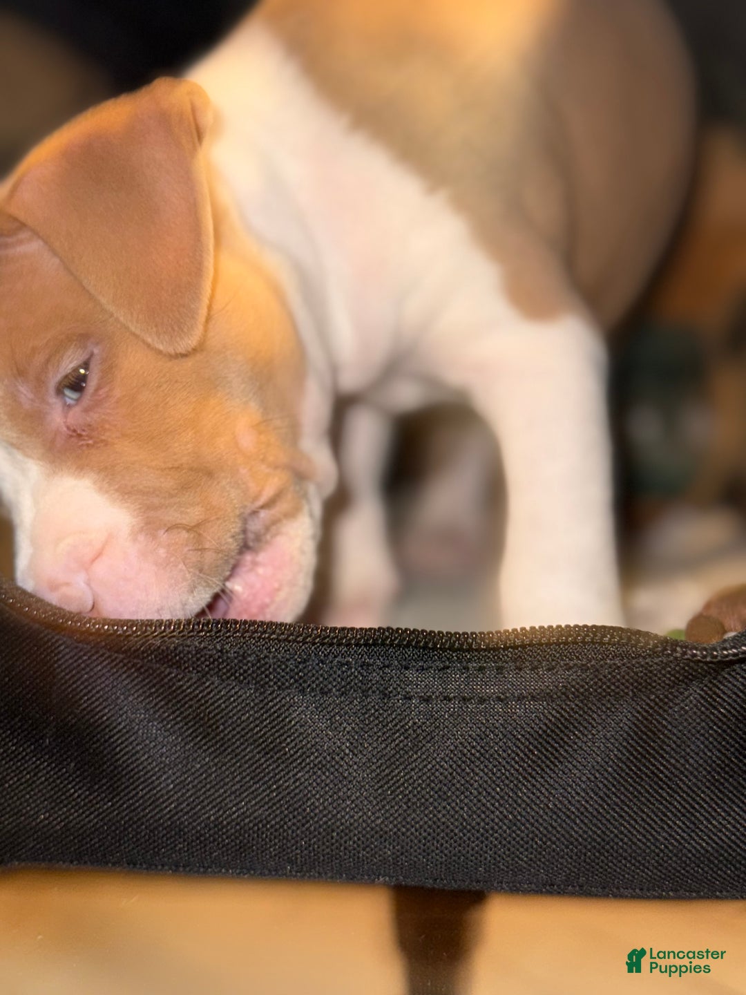 American Bully dogs for sale: Teddy - Ad 4