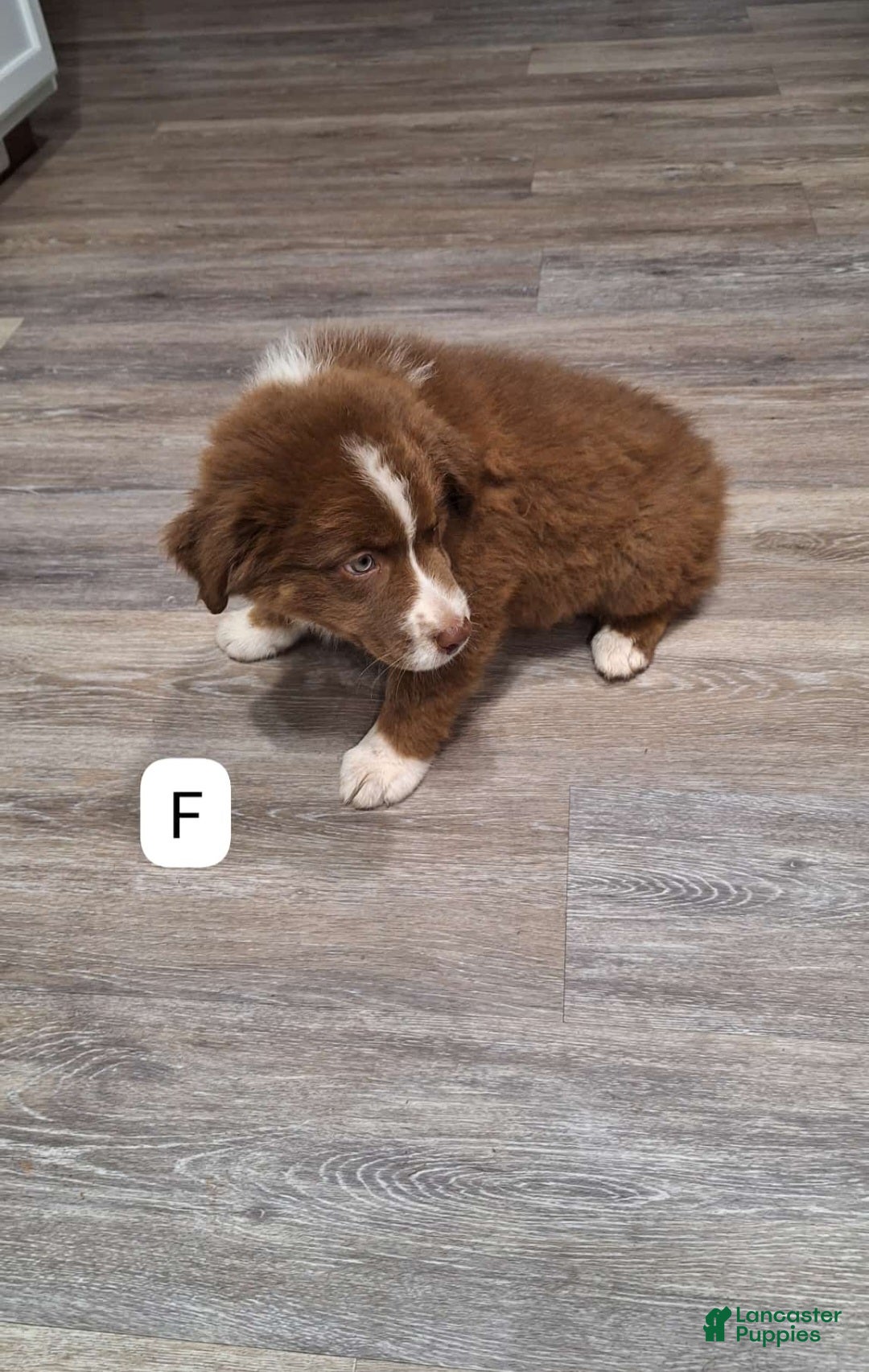 Australian Shepherd dogs for sale: Australian Shepherd Puppy 2 - Ad 1