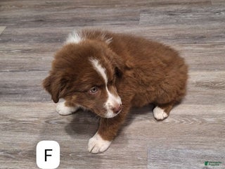 Australian Shepherd dogs Australian Shepherd Puppy 2 - Ad 16