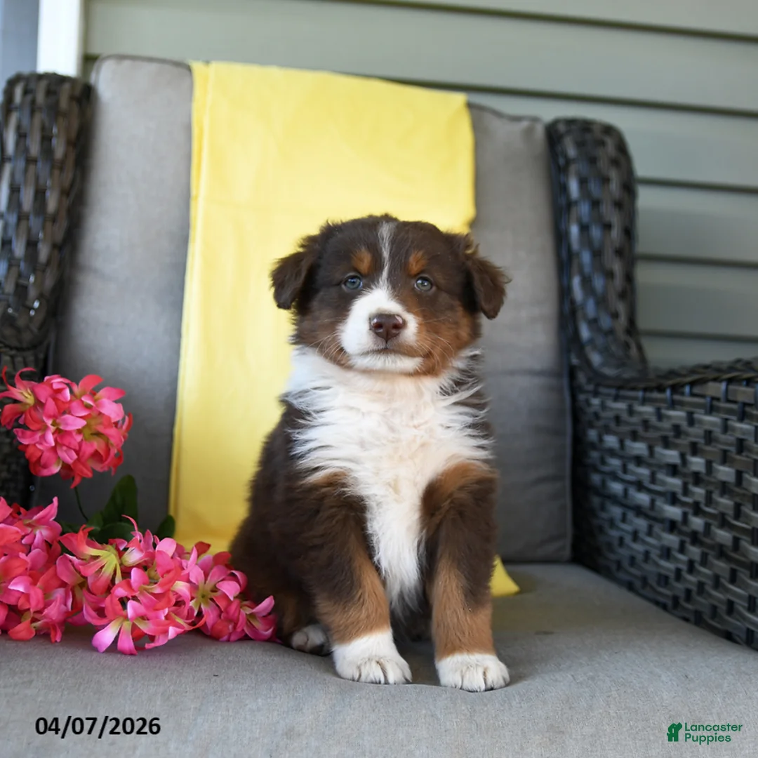 Australian Shepherd dogs for sale: Ruby - Ad 5