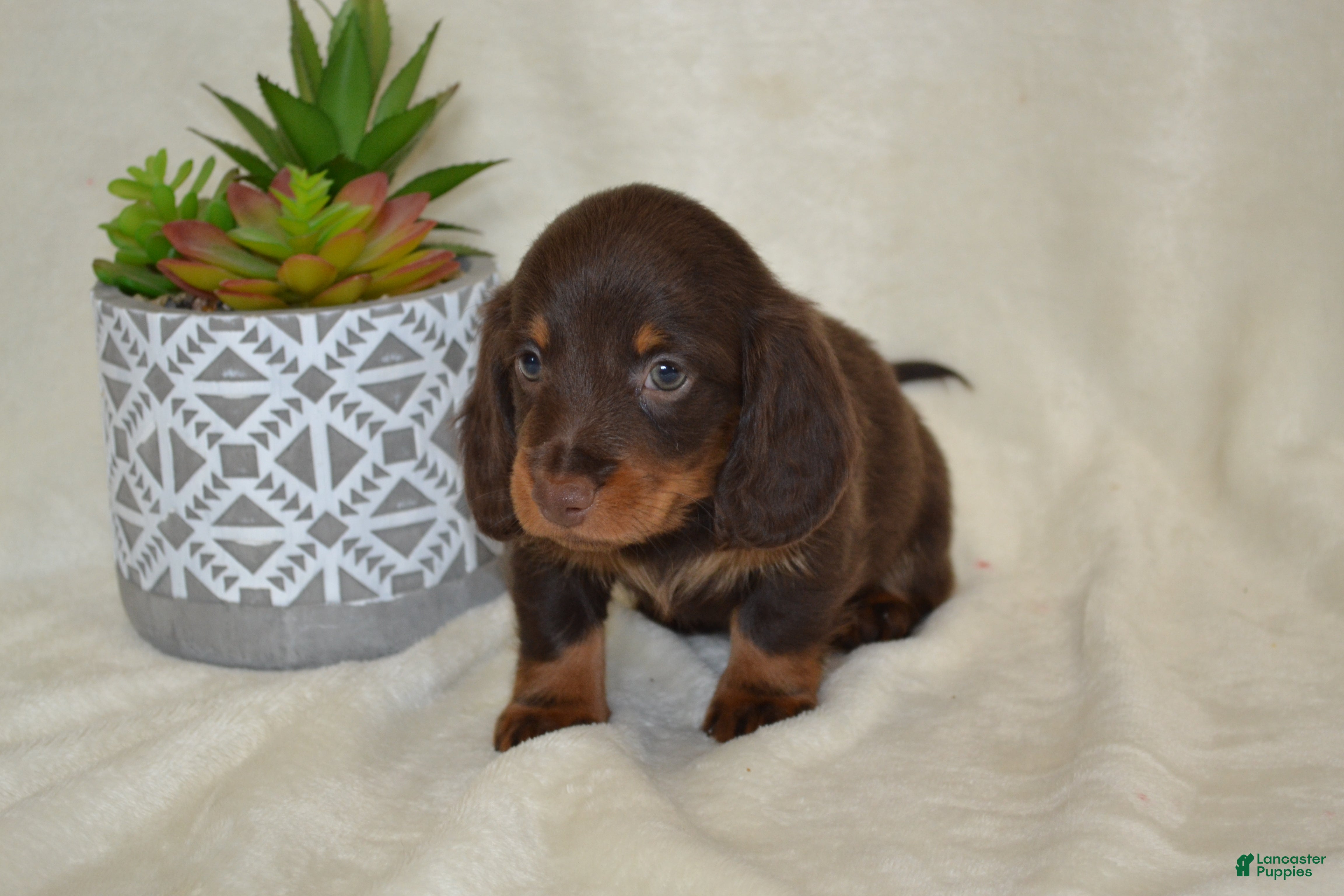 Dachshund dogs Snoopy - Ad 1
