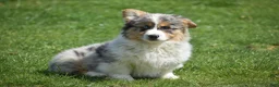 Welsh Corgi Pembroke dogs for sale: Legend - Ad 1