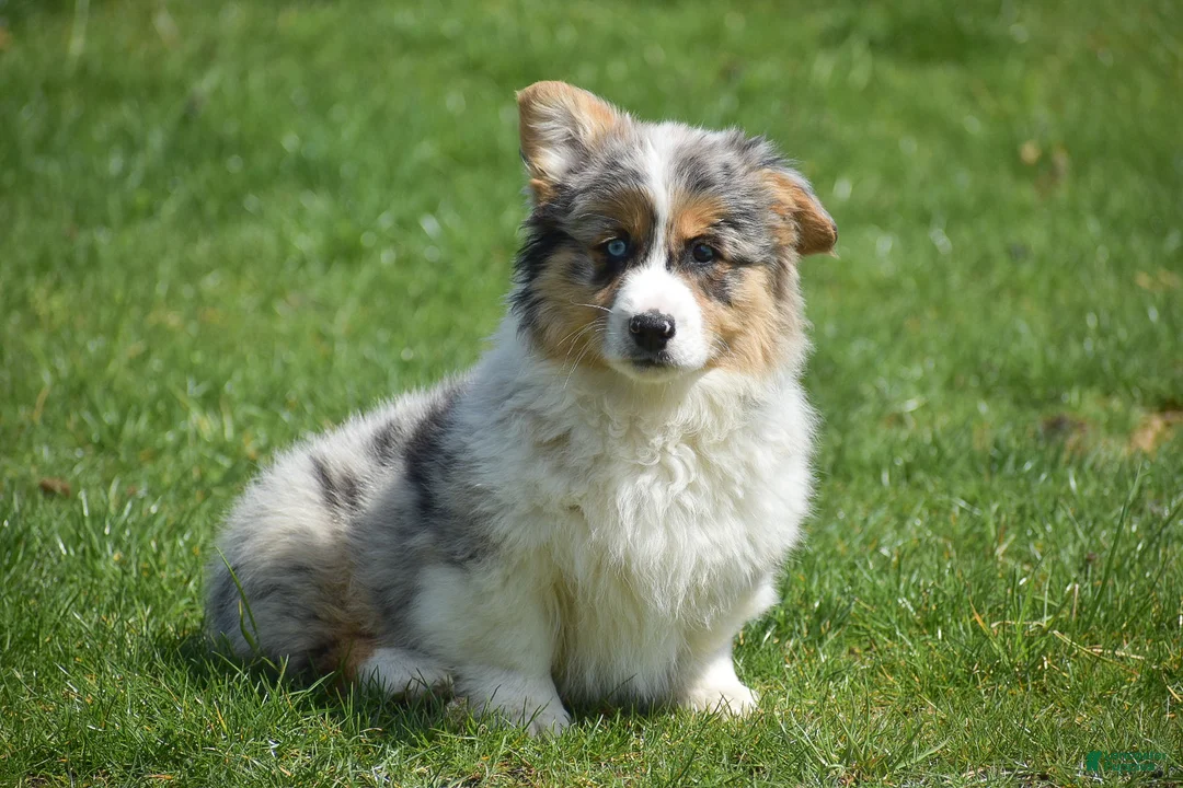 Welsh Corgi Pembroke dogs for sale: Legend - Ad 1