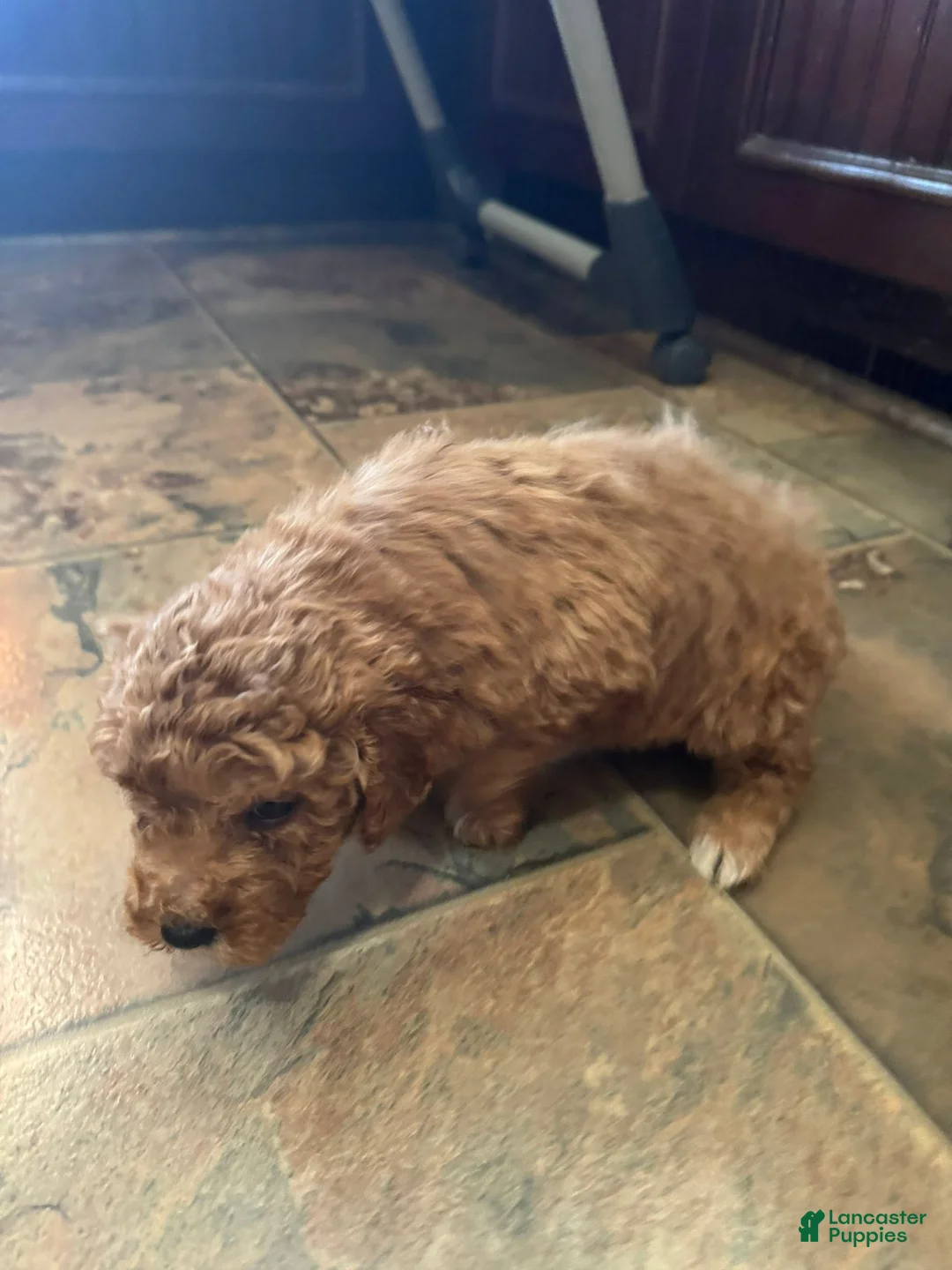 Bernedoodle dogs for sale: mini Bernedoodle Puppy 4 lime green - Ad 2