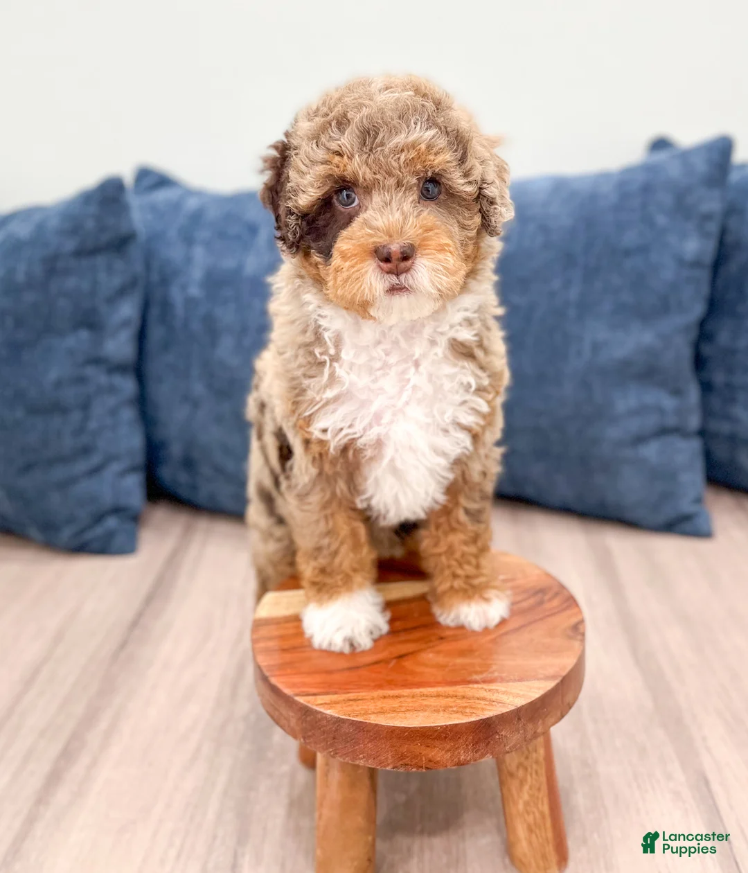 Mini Goldendoodle dogs for sale: Kisses - Ad 2