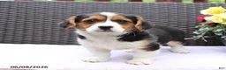 Mixed Breed dogs for sale: Cleo - Ad 3