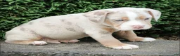 Beabull dogs for sale: Bo - Ad 3