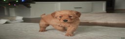Golden Retriever dogs for sale: Serenity - AKC - Ad 10