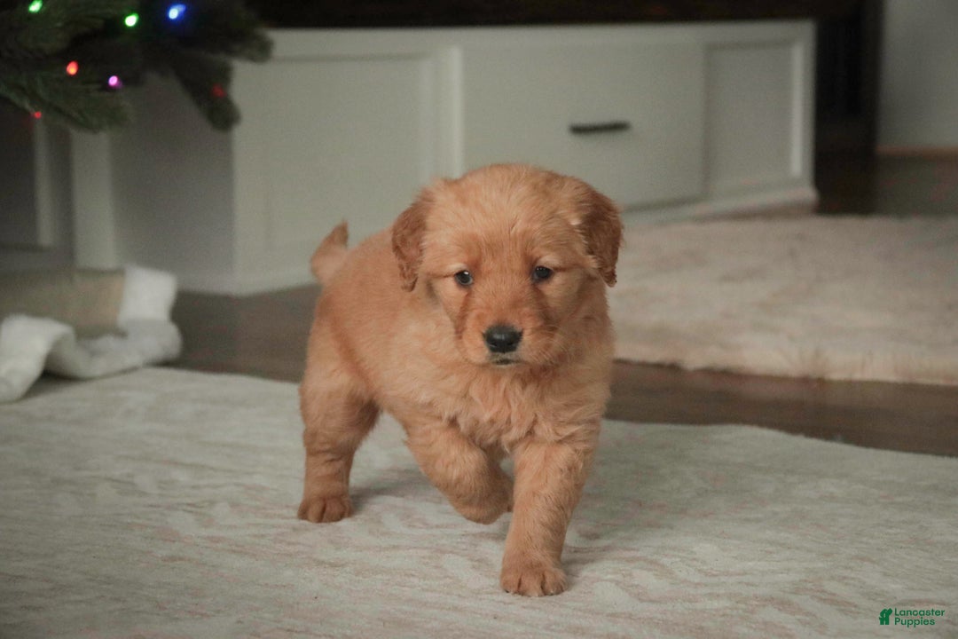 Golden Retriever dogs for sale: Serenity - AKC - Ad 10