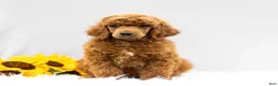 Standard Poodle dogs for sale: Michael  - Ad 3
