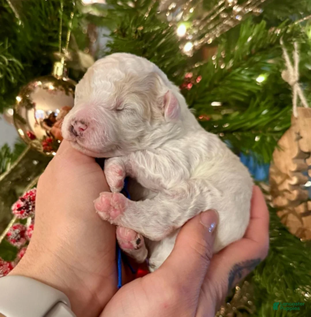 Miniature Poodle dogs for sale: George Harrison - Ad 6