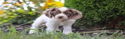 Cocker Spaniel dogs for sale: Blossom - Ad 3