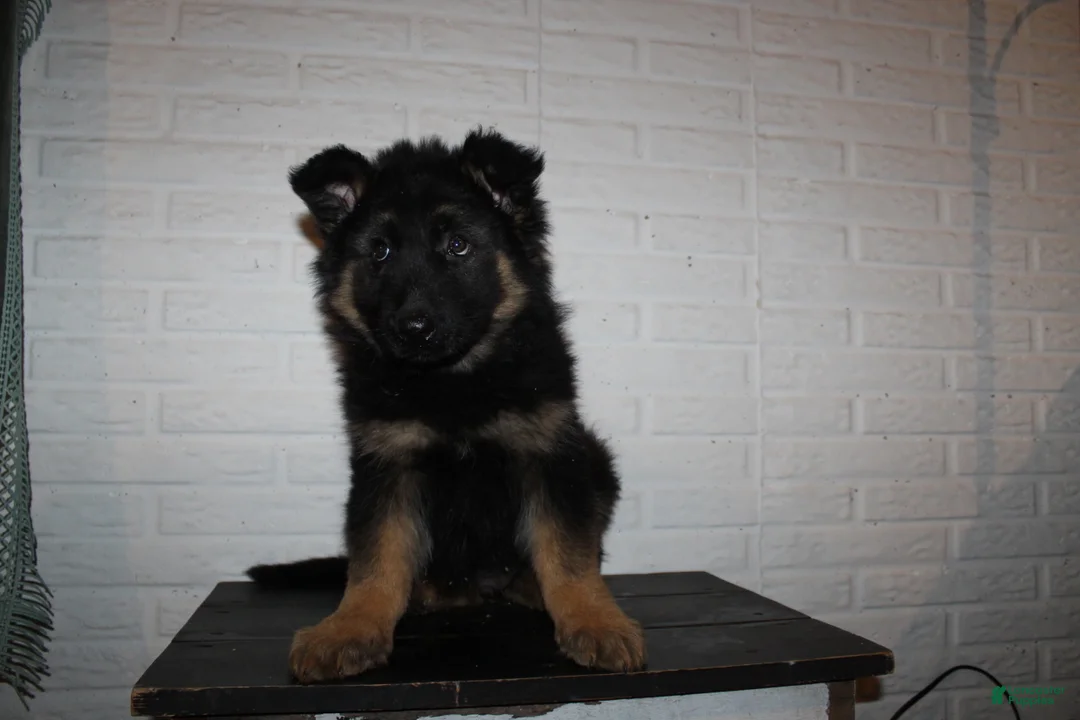 German Shepherd dogs for sale: Denali - Ad 4