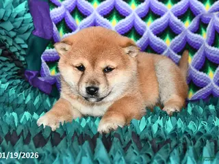 Shiba Inu dogs Cookie - Ad 38