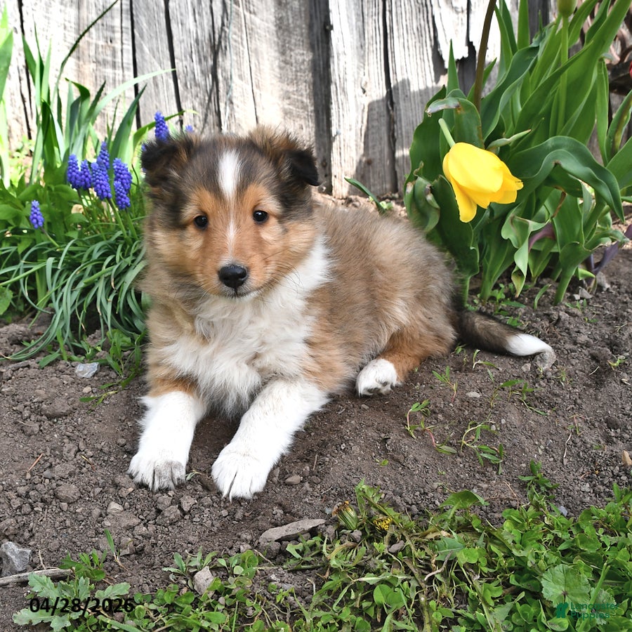 Shetland Sheepdog dogs Bobby - Ad 2