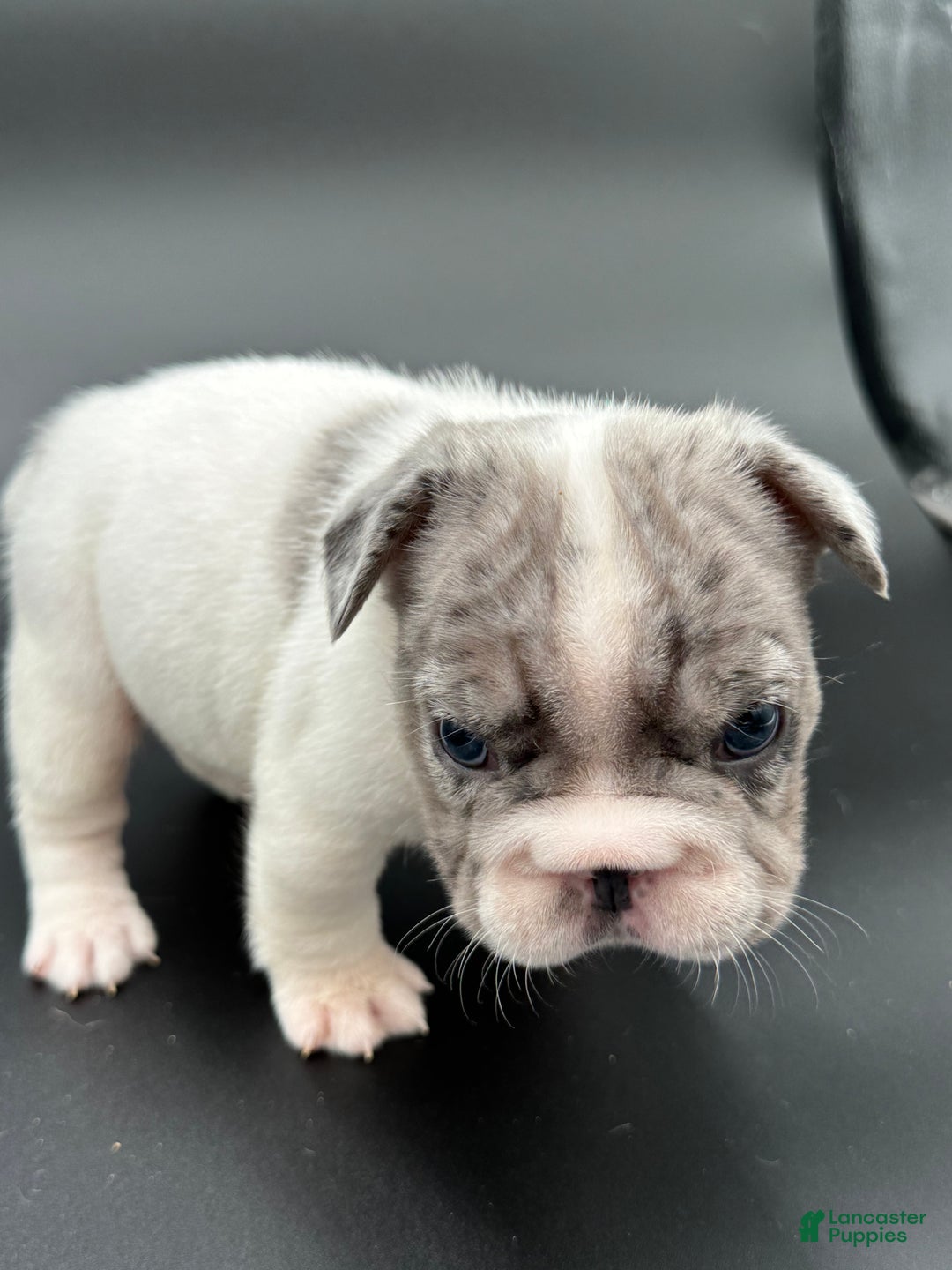 French Bulldog dogs for sale: French Bulldog Puppy 2 - Ad 2