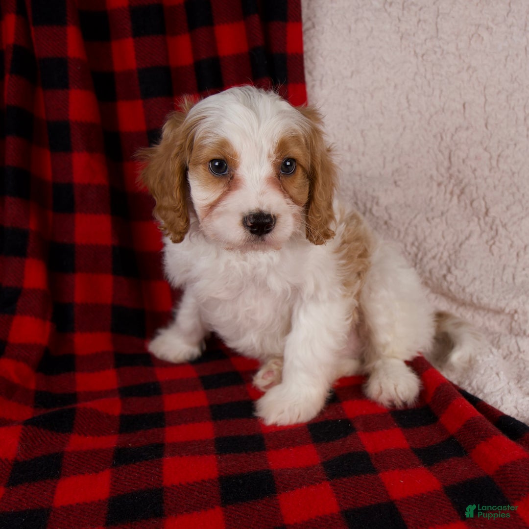 Cavapoo dogs for sale: Nash - Ad 5