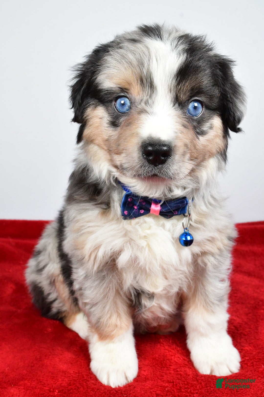 Miniature Australian Shepherd dogs for sale: Willy - Ad 14