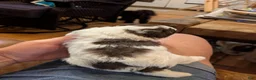 Shihpoo dogs for sale: Jewel - Ad 3