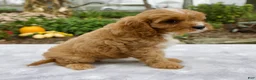 Cavapoo dogs for sale: Tori - Ad 4