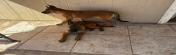 Belgian Malinois dogs for sale: Dina - Ad 8