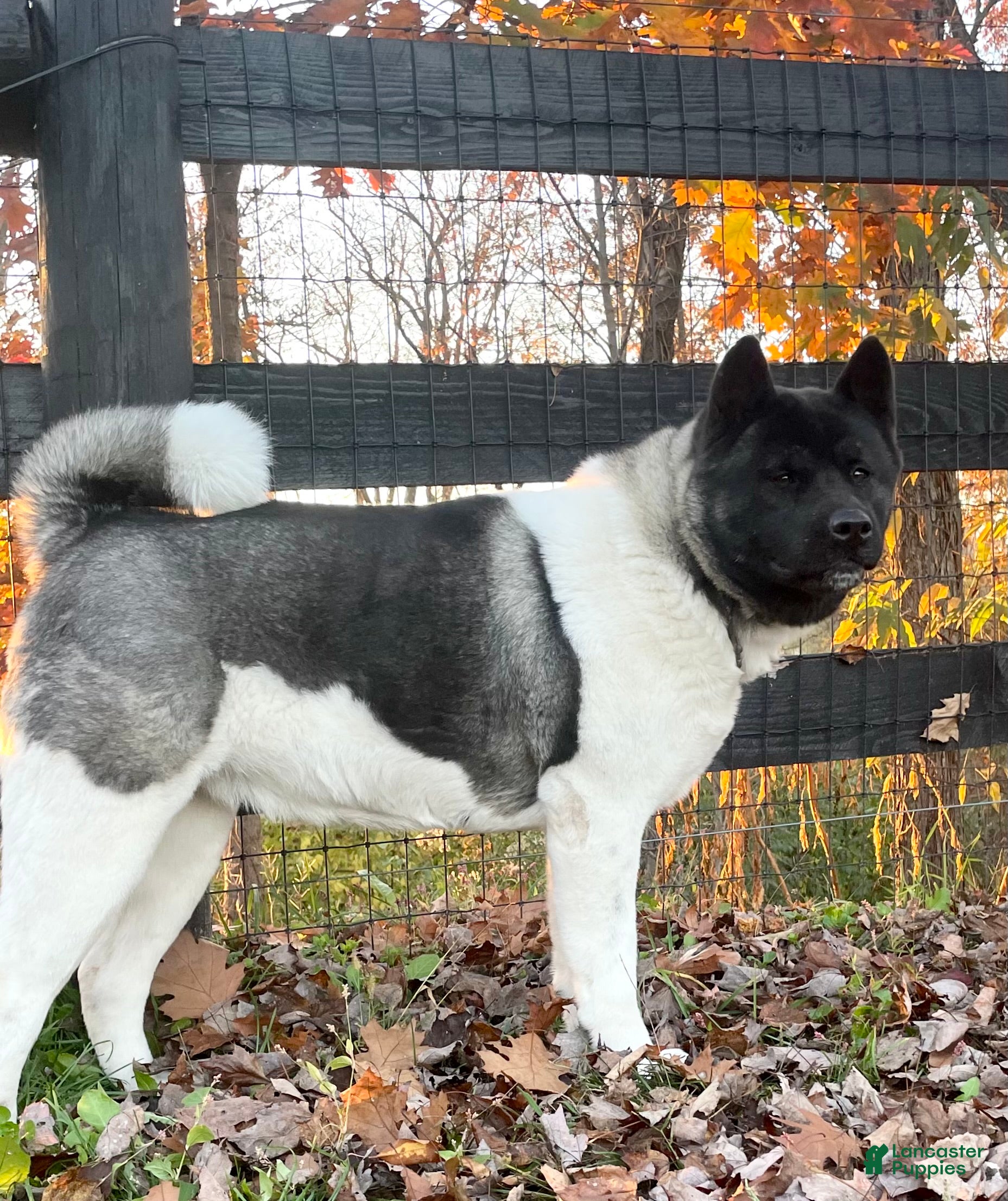 Akita dogs Angela - Ad 10