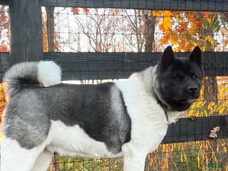 Akita dogs Angela - Ad 26