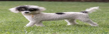 Sparky Miniature Poodle 
