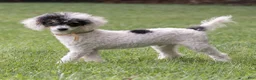 Miniature Poodle dogs for sale: Sparky Miniature Poodle  - Ad 1