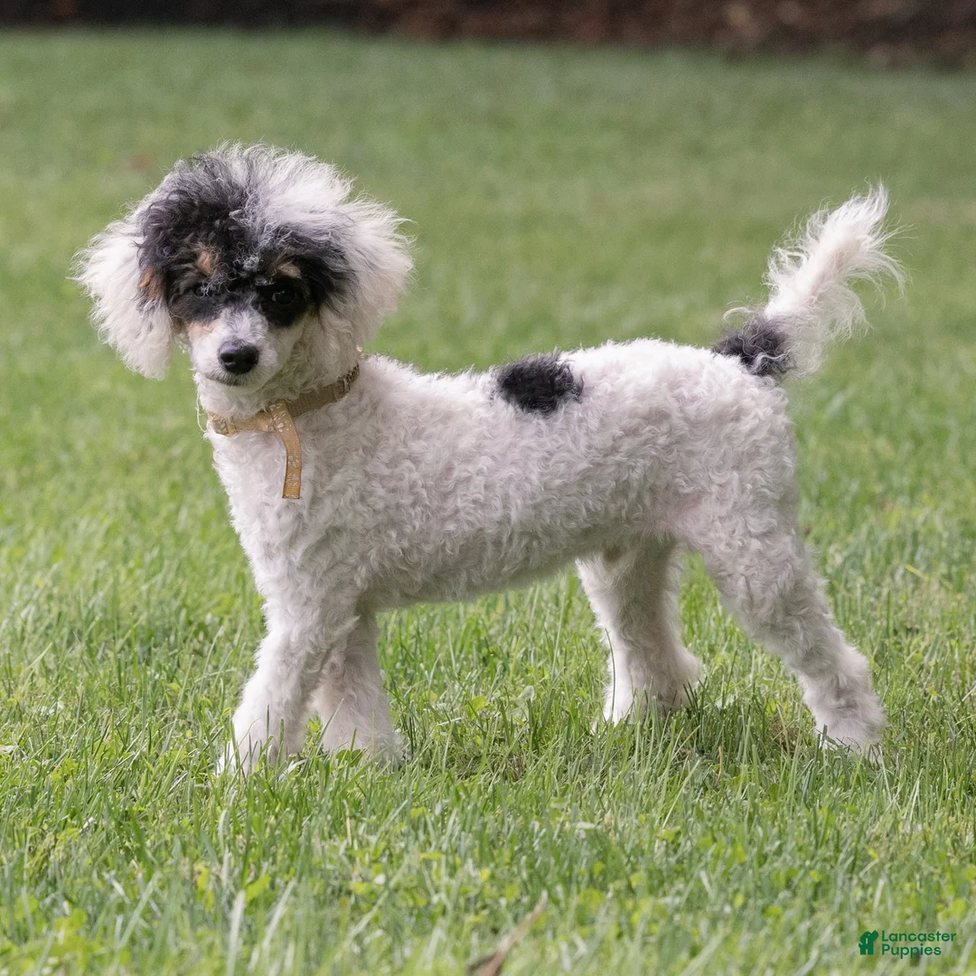 Miniature Poodle dogs for sale: Sparky Miniature Poodle  - Ad 1