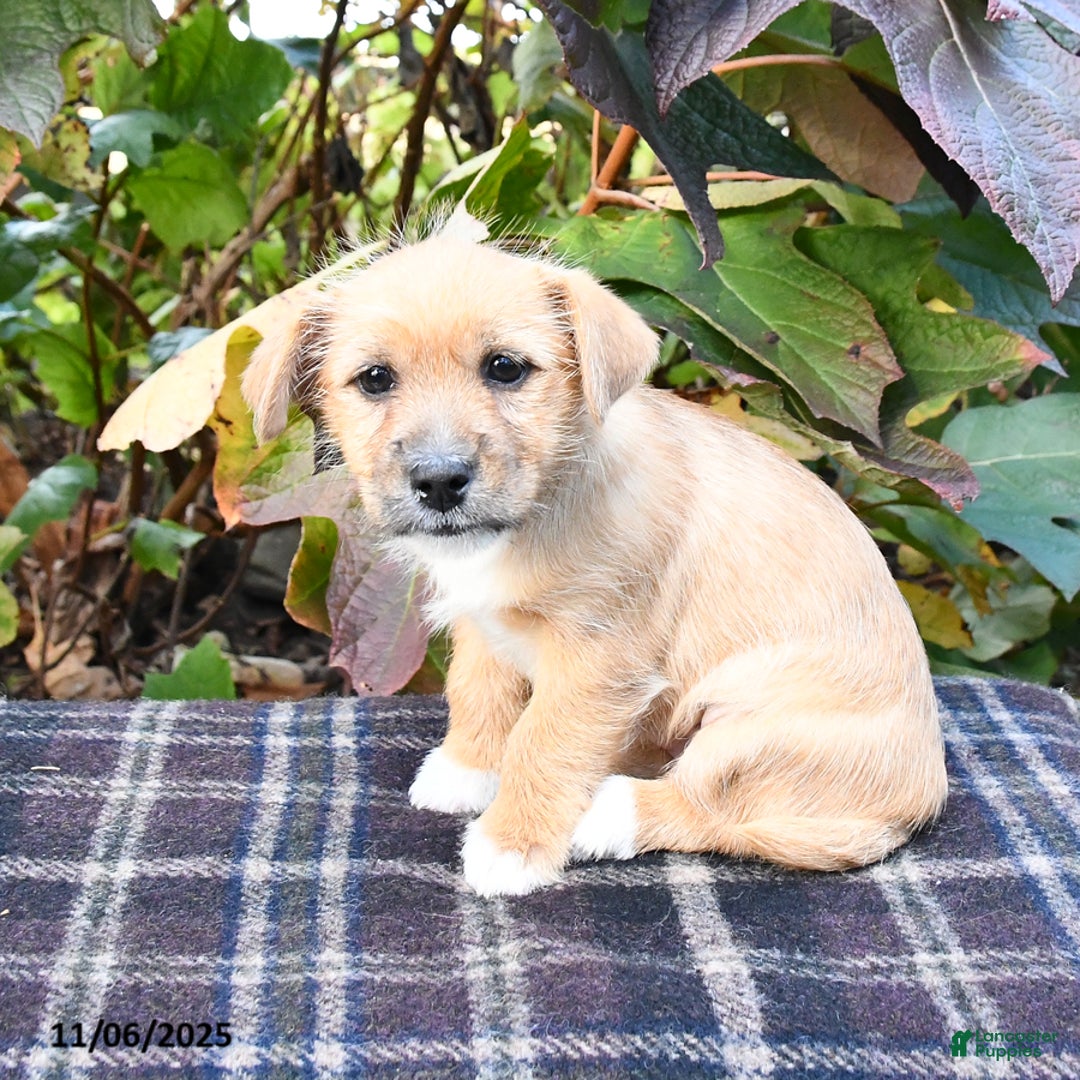 Mixed Breed dogs for sale: Betty   - Ad 2