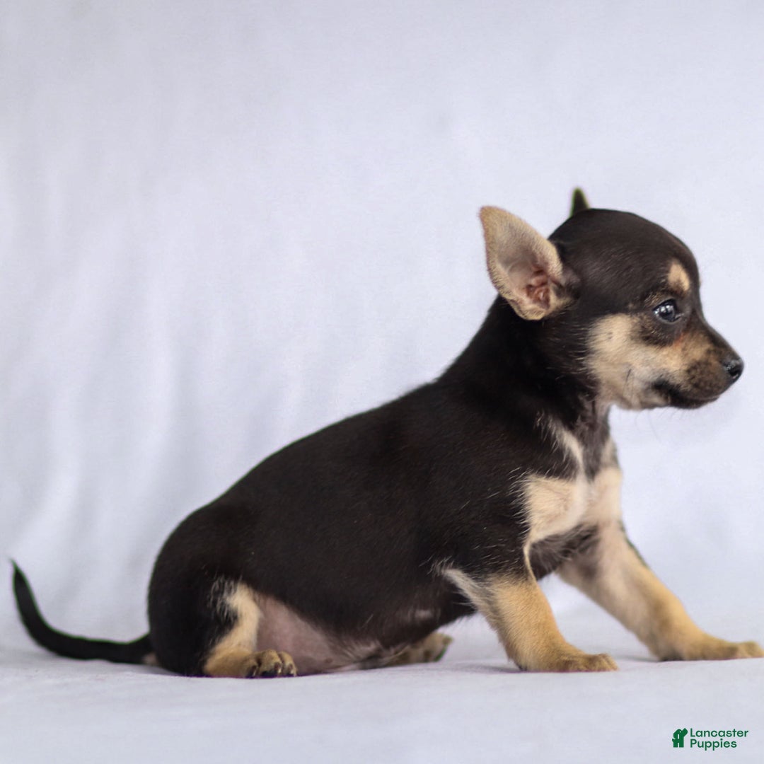 Chihuahua dogs for sale: Phoenix - Ad 10