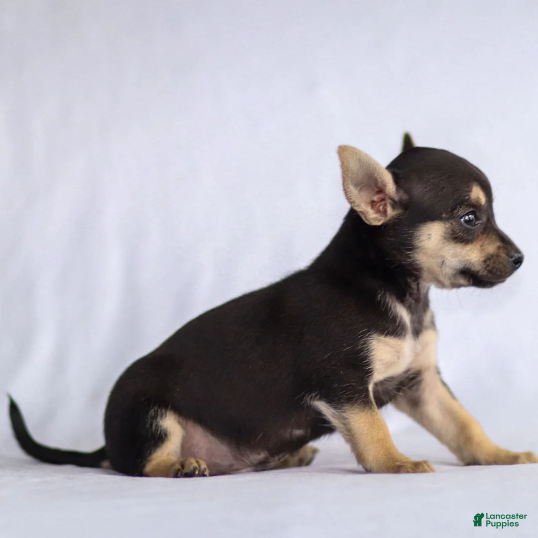 Chihuahua dogs for sale: Phoenix - Ad 25