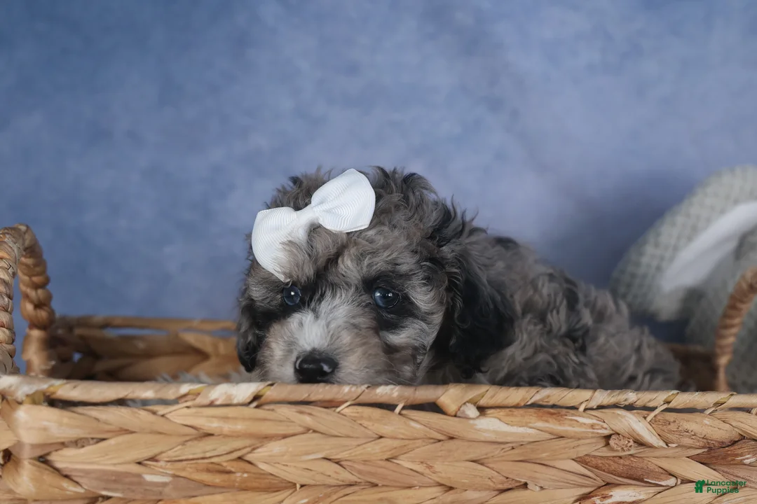 Miniature Poodle dogs for sale: Remington  - Ad 5