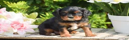 Cavalier King Charles Spaniel dogs for sale: Scott - Ad 3