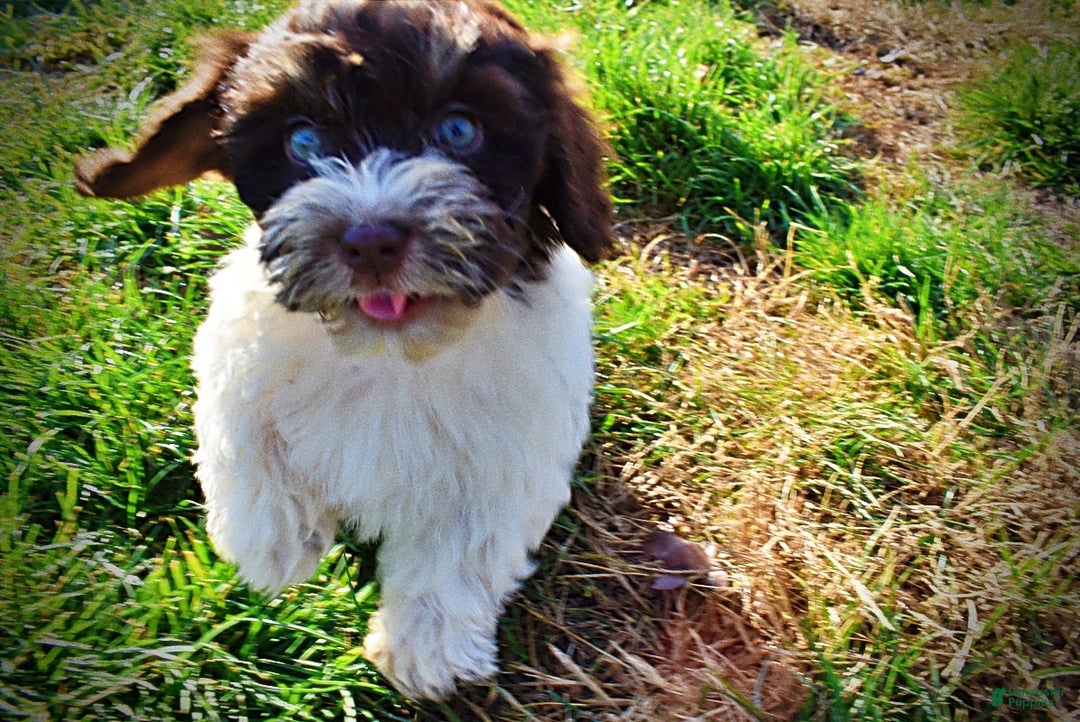 Havapoo dogs for sale: Precious - Ad 15