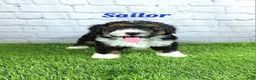 Mini Bernedoodle dogs for sale: Sailor  - Ad 4