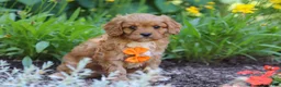 Cavapoo dogs for sale: Brett - Ad 5
