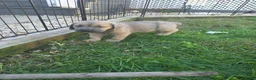 Cane Corso dogs for sale: Thor - Ad 3