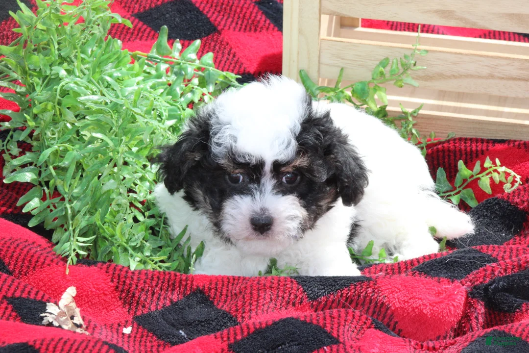 Maltipoo dogs for sale: Gavin - Ad 6