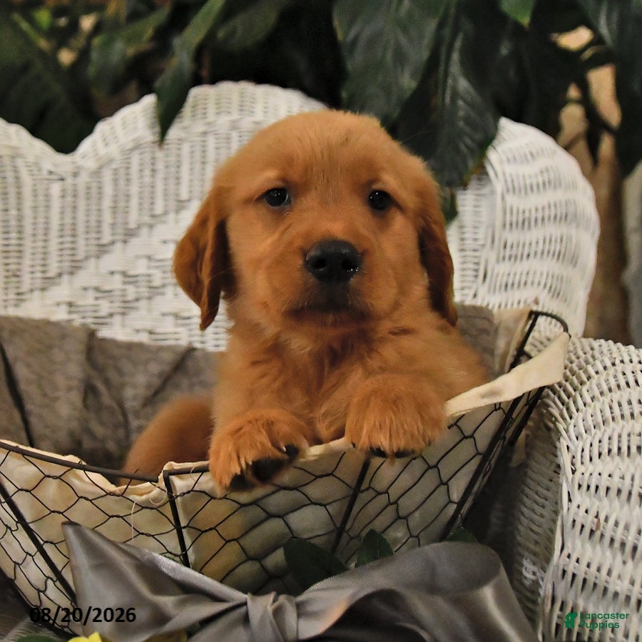 Golden Retriever dogs Brock - Ad 2