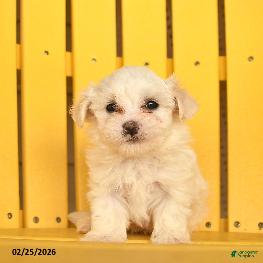 Maltese dogs Cash  - Ad 1