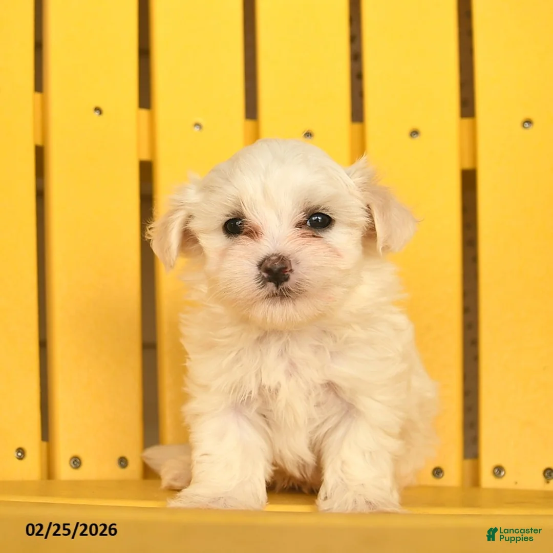 Maltese dogs for sale: Cash  - Ad 1