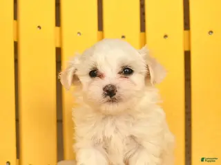 Maltese dogs for sale: Cash - Ad 1