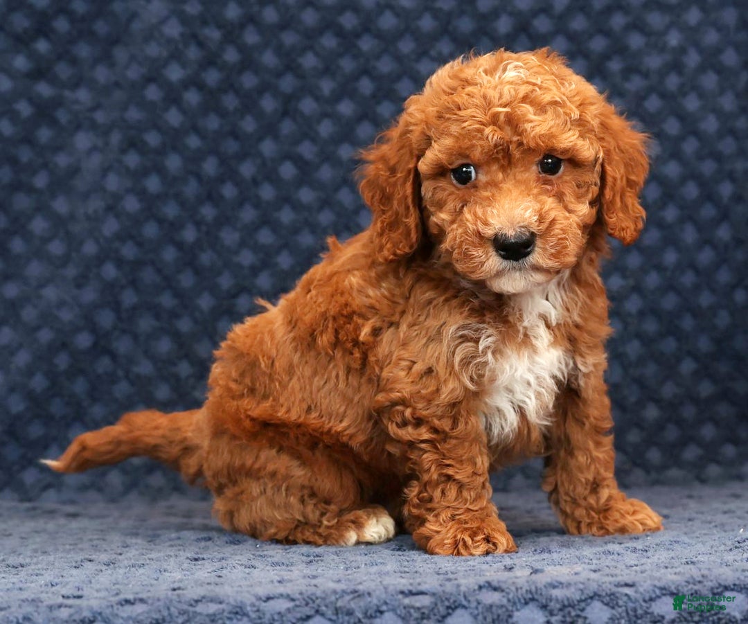 Bichpoo dogs for sale: Everett - Ad 3