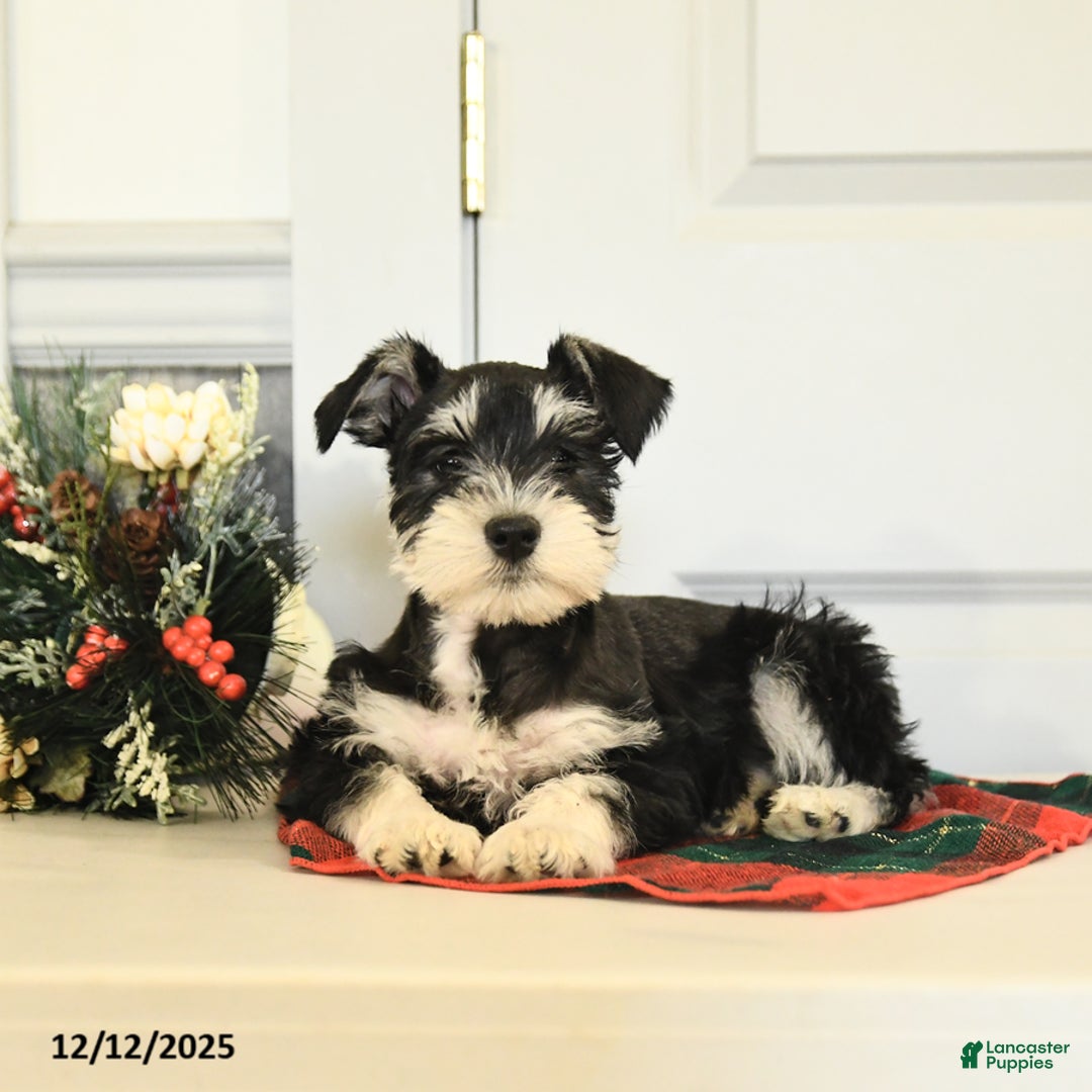 Miniature Schnauzer dogs for sale: Dancer - Ad 3